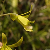 Eulophia epidendraea (J.Koenig ex Retz.) C.E.C.Fisch.